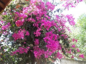 Bougainvillea