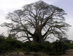 Grand arbre