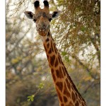 Girafe