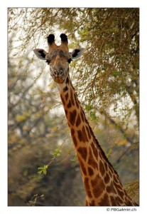 Girafe