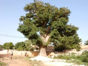 Baobab du village