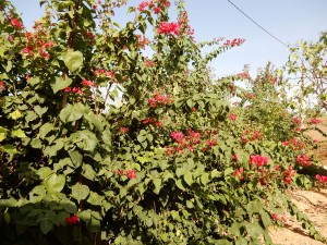 bougainvilliers