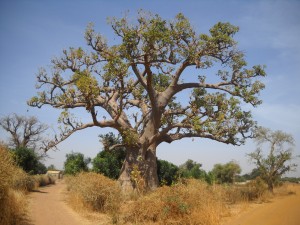 Campement Baobab