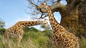 Girafes