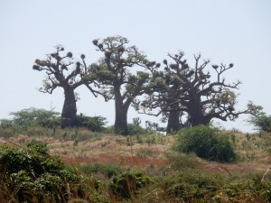 arbres du sénégal